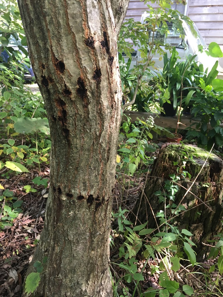 シロスジカミキリの産卵痕 木陰でひとやすみ 大類造苑