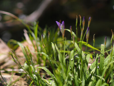 ヒメシャガ ヒメシャガ|能代市の造園、庭づくり