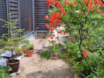 レンゲツツジの花 レンゲツツジの花|秋田市の造園、庭づくり