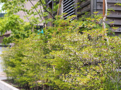 ドウダンツツジの生垣 ドウダンツツジの生垣|秋田市の造園、庭づくり