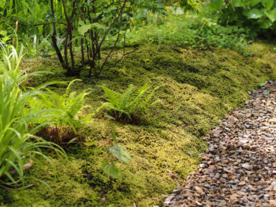 美しい砂苔のグランドカバー 美しい砂苔のグランドカバー|秋田市の造園、庭づくり