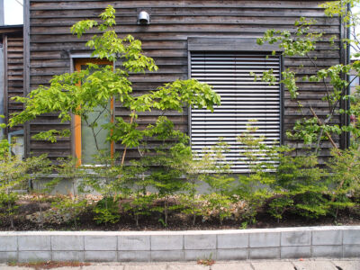 コナラの寄せ植え コナラの寄せ植え|秋田市の造園、庭づくり