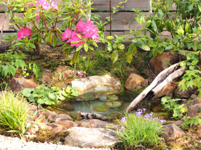 ビオトープ周りで咲く西洋シャクナゲとヒメシャガ ビオトープ周りで咲く西洋シャクナゲとヒメシャガ|能代市の造園、庭づくり