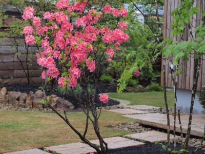 5月に咲くレンゲツツジ 5月に咲くレンゲツツジ|能代市の造園、庭づくり