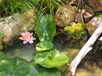 生き物が集まるビオトープ 生き物が集まるビオトープ|能代市の造園、庭づくり