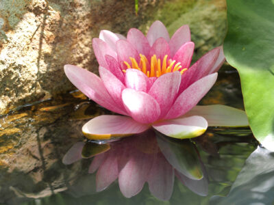 睡蓮とメダカ 睡蓮とメダカ|能代市の造園、庭づくり