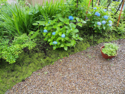 紫陽花は梅雨空に良く合う 紫陽花は梅雨空に良く合う|秋田市の造園、庭づくり
