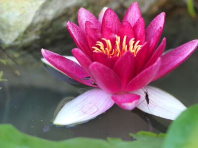 睡蓮とアメンボ 睡蓮とアメンボ|能代市の造園、庭づくり